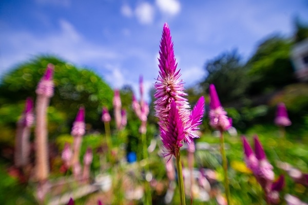 カメラレンズ 14mm F4 Zero-D DSLR キヤノンEF [キヤノンEF /単焦点