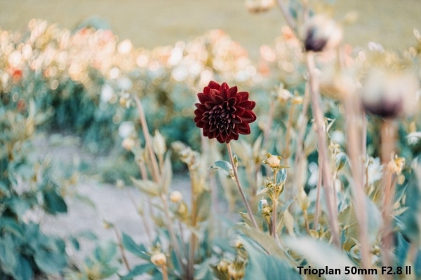 カメラレンズ Trioplan 50mm F2.8 II【キヤノンEFマウント】(ブラック