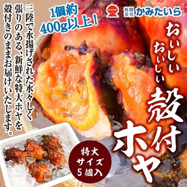 産地直送/送料無料】〈かみたいら〉殻付きホヤ（特大サイズ）: IBEXエアラインズオンラインショップ｜JRE MALL