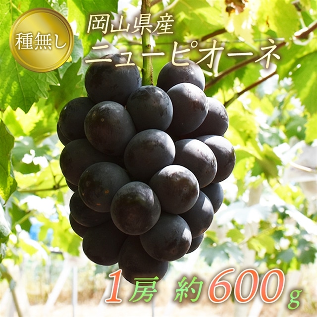 岡山県産 ピオーネ 約600g 1房入: 岡山おくりものファーム｜JRE MALL