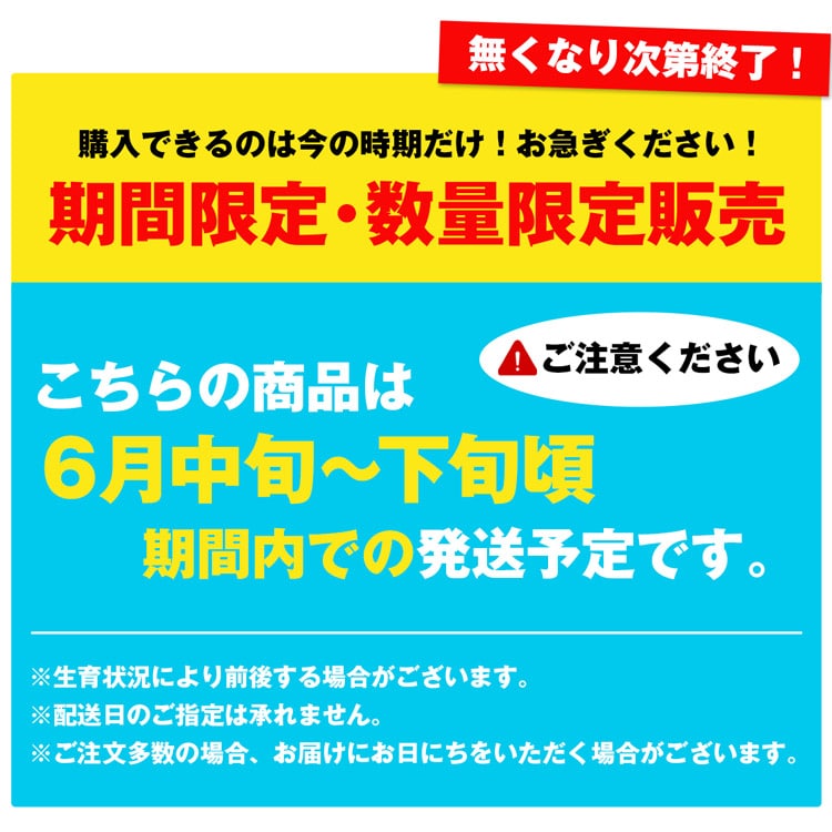 さくらんぼ 800g (200g×4パック) 佐藤錦 秀品 露地栽培 ギフト 