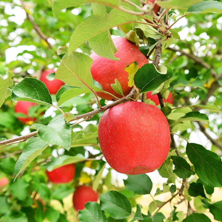 サンふじ 10kg 青森県産 贈答用 りんご 32ー36玉 産地直送 林檎 リンゴ 