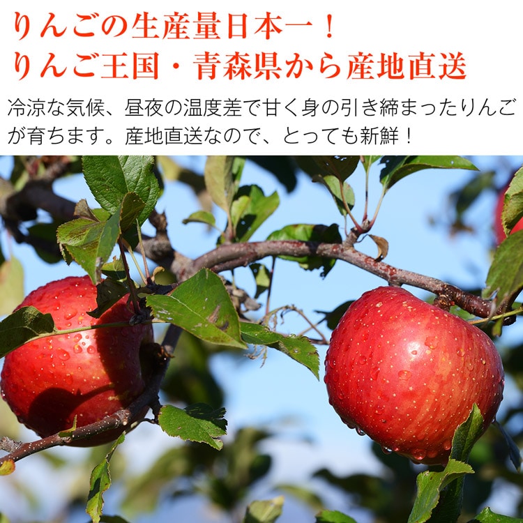 サンふじ 青森県産 ご家庭用 5kg 16ー20玉 りんご リンゴ 林檎 ふじ