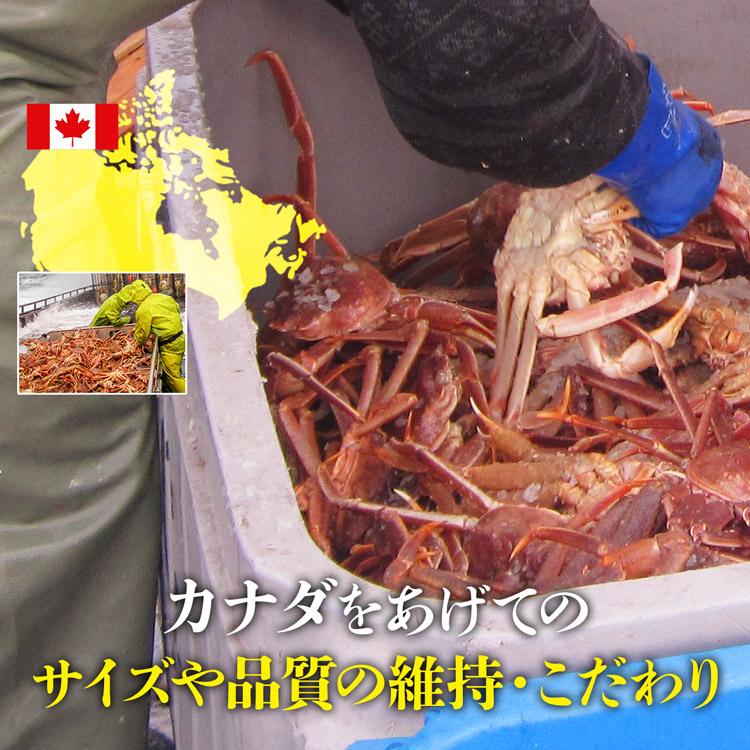 かに 姿ずわいがに ボイル済み 2尾セット 約1.5kg(1.4kg～1.6kg) 高級