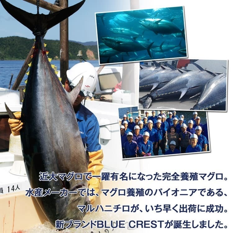 本まぐろ 産地直送 完全養殖 赤身 中トロ 3サク約500g セット クロマグロ 本マグロ 鮪 まぐろ 完全養殖 マルハニチロ Blue Crest 産 食の達人お取り寄せグルメ Jre Mall