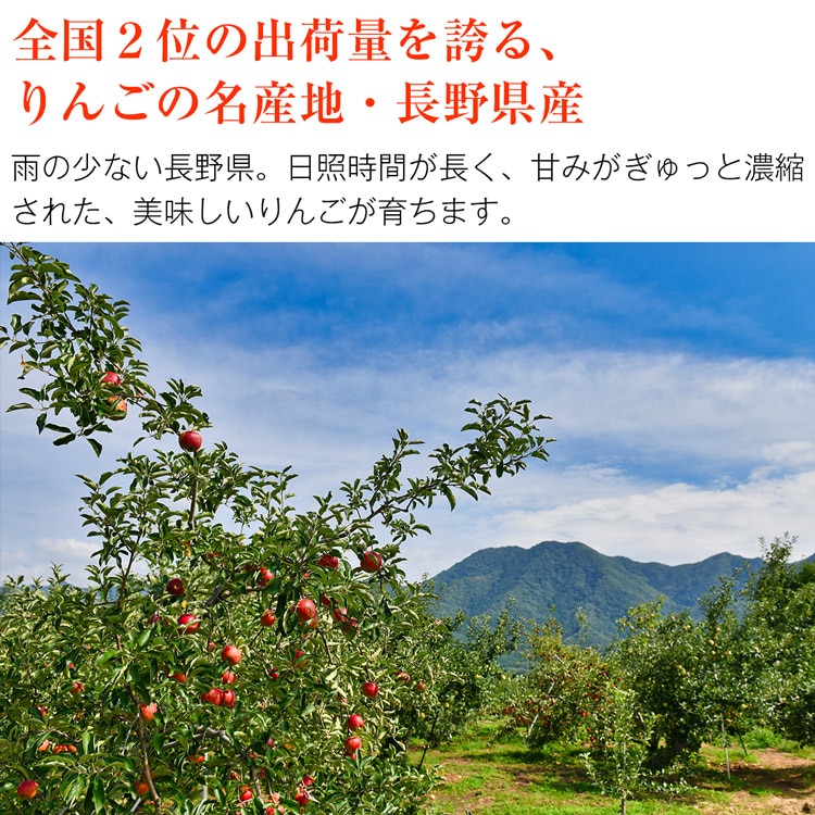 りんご 5kg サンふじ 長野県産 秀品 16-20玉 常温便 同梱不可 指定日不可 りんご リンゴ 林檎 フルーツ 果物 旬:  食の達人お取り寄せグルメ｜JRE MALL