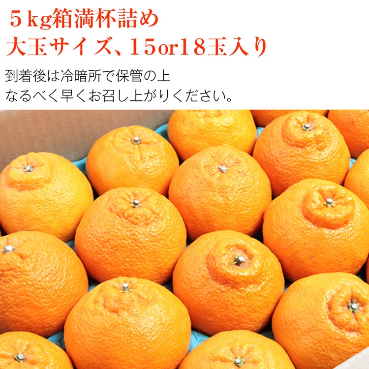 デコポン 大玉 熊本県産 15/18玉 5kg箱満杯詰め 糖度13度選果設定