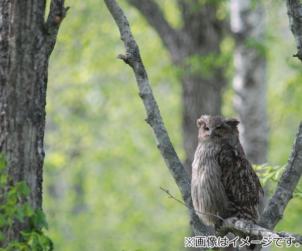 掛け時計 日本野鳥の会 四季の野鳥（ 電波時計 壁掛け時計 アナログ 鳥