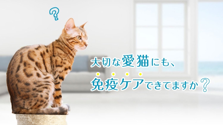 3個まとめ＋おもちゃ付き】 キャットフード 猫用 ドライフード 総合